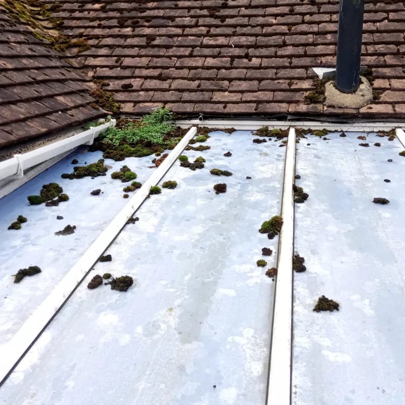  Moss buildup on a conservatory roof 